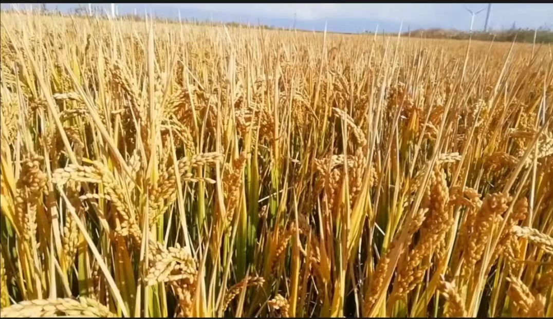 1A7B75E80DF26FED7BE106421E494E53.jpg 1A7B75E80DF26FED7BE106421E494E53.jpg